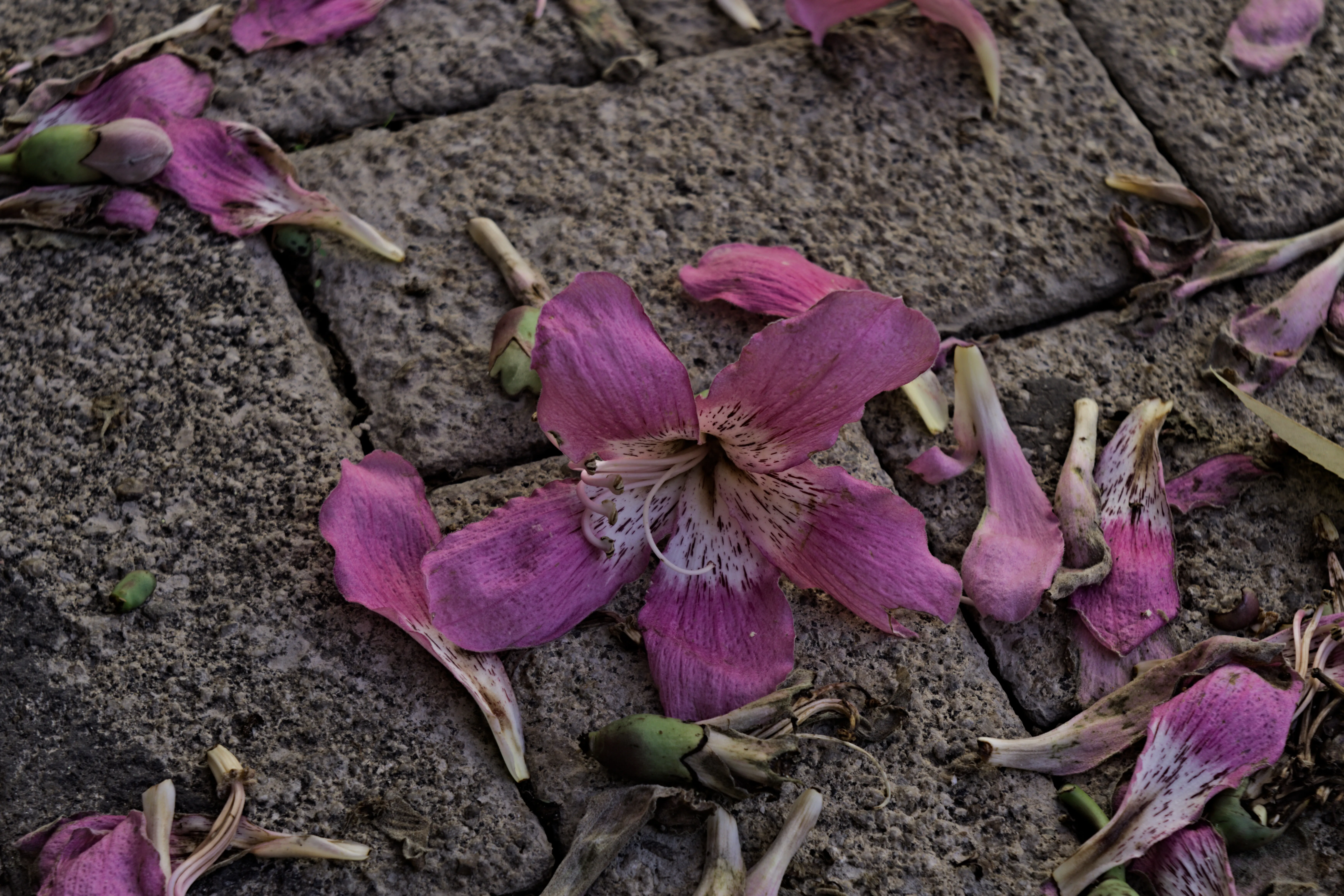 Industar-50-2 50mm f3.5 (M42) - _I4A0910.webp